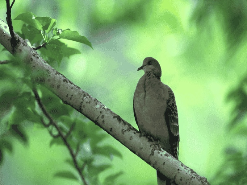 巧囊 直接试管蒲公英茶对试管试管怎么去除油污